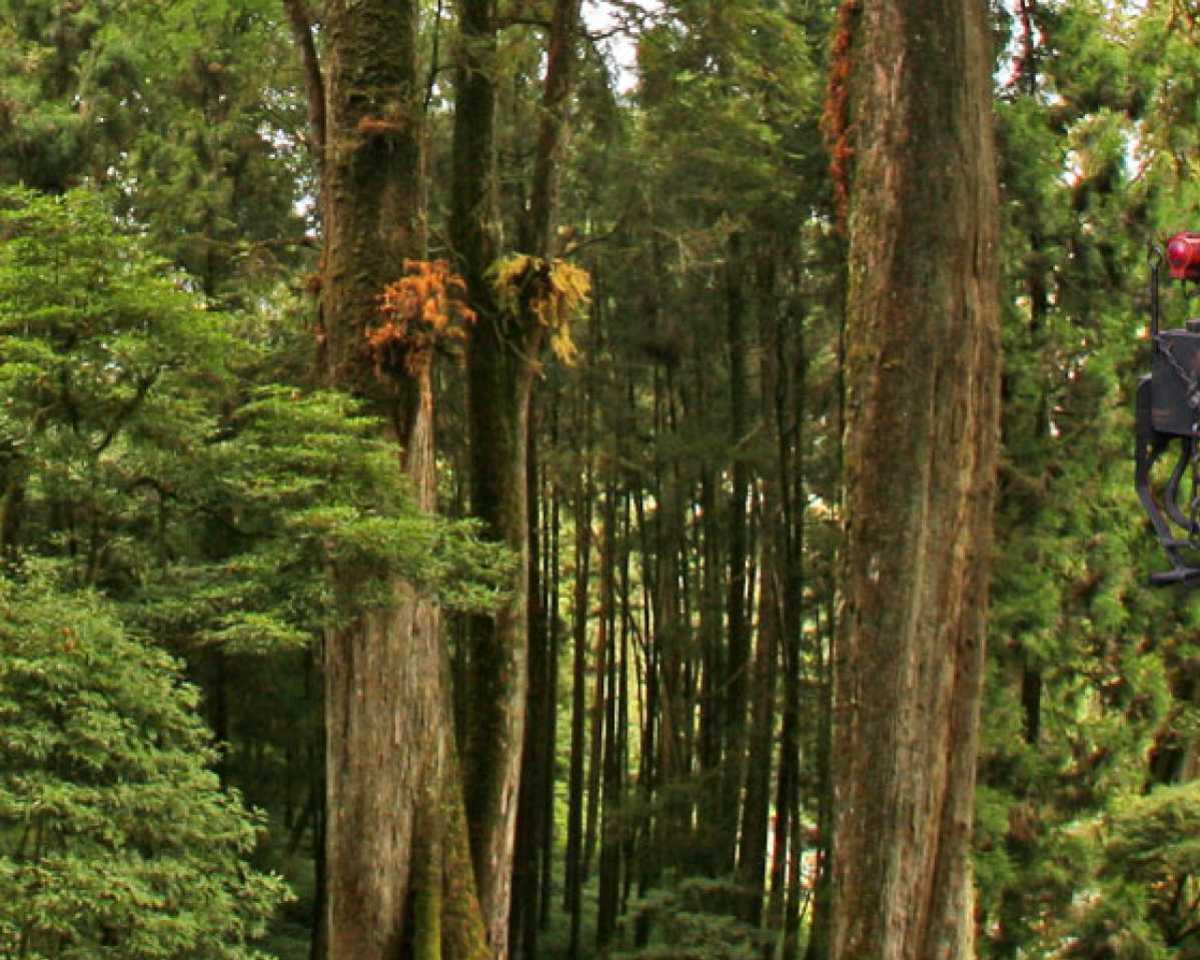 阿里山森林景觀