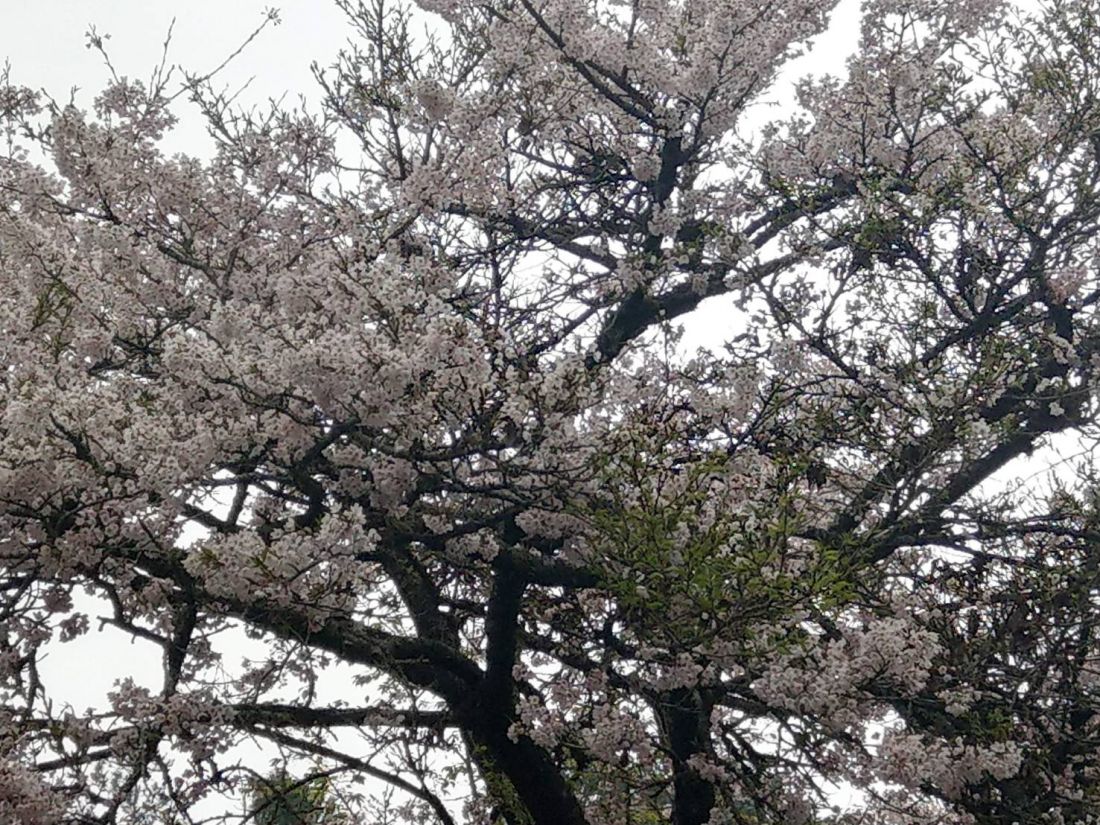 阿里山櫻花